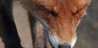 Fodring af ræven frarådes
