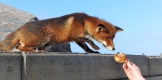 Håndfodring af ræven i Hirtshals