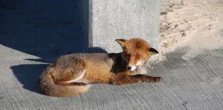 Ræven erklæret rask