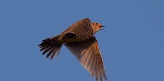 Poul Jansen: På sådan en dag