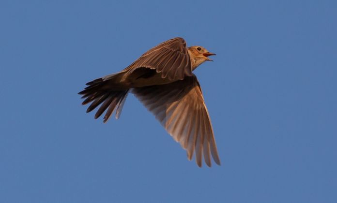Lærke