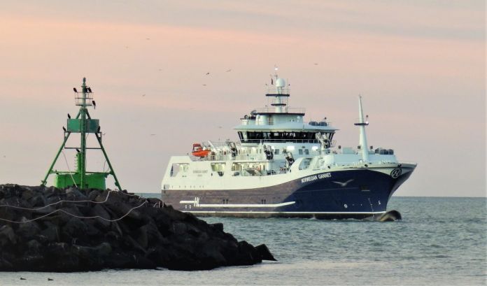 Norwegian_Gannet_Preben