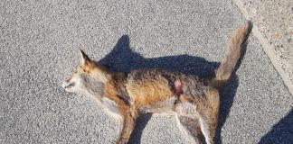 Ræven er fundet død…