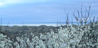Danmarks største slåenkrat blomstrer lige nu i Tornby