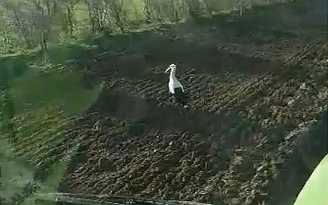 Stork