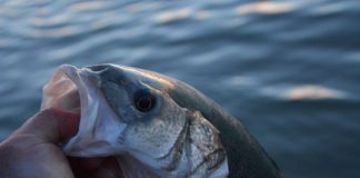 Under hedebølge flytter fisk herfra nordpå og andre hertil sydfra