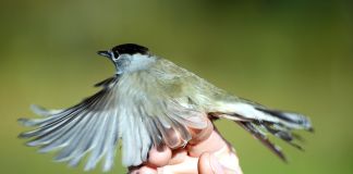 Fredag letter Naturmødet ONLINE