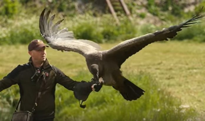Andeskondor