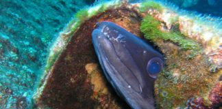 Europæiske ål i fremgang