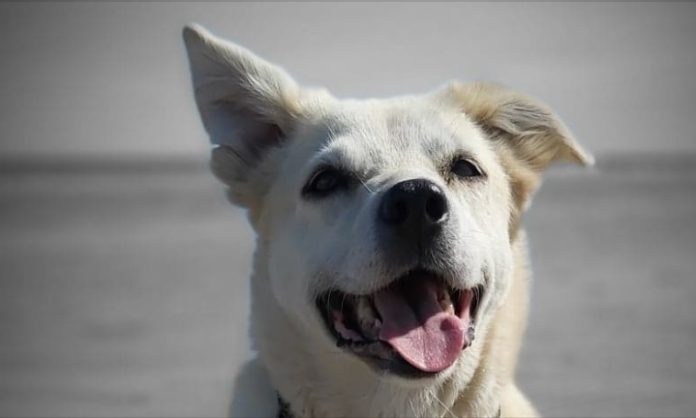 Hund