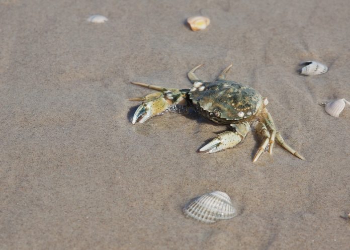 Krabbe_Strandkrabbe
