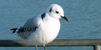 Kun én flyvefærdig rideunge på Hirtshals Havn i 2020