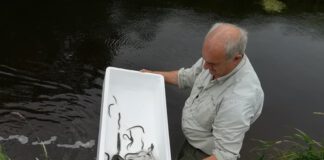 Ål i kassevis udsat i Uggerby Å