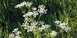 Kan Naturkommunen blomstre endnu vildere?