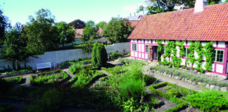 Er krydderurter og lægeplanter gammel overtro?